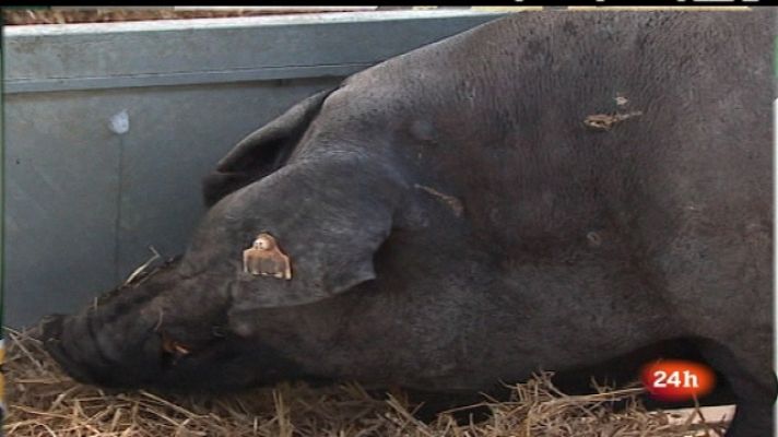 España en 24h - España en 24 horas - 03/10/11