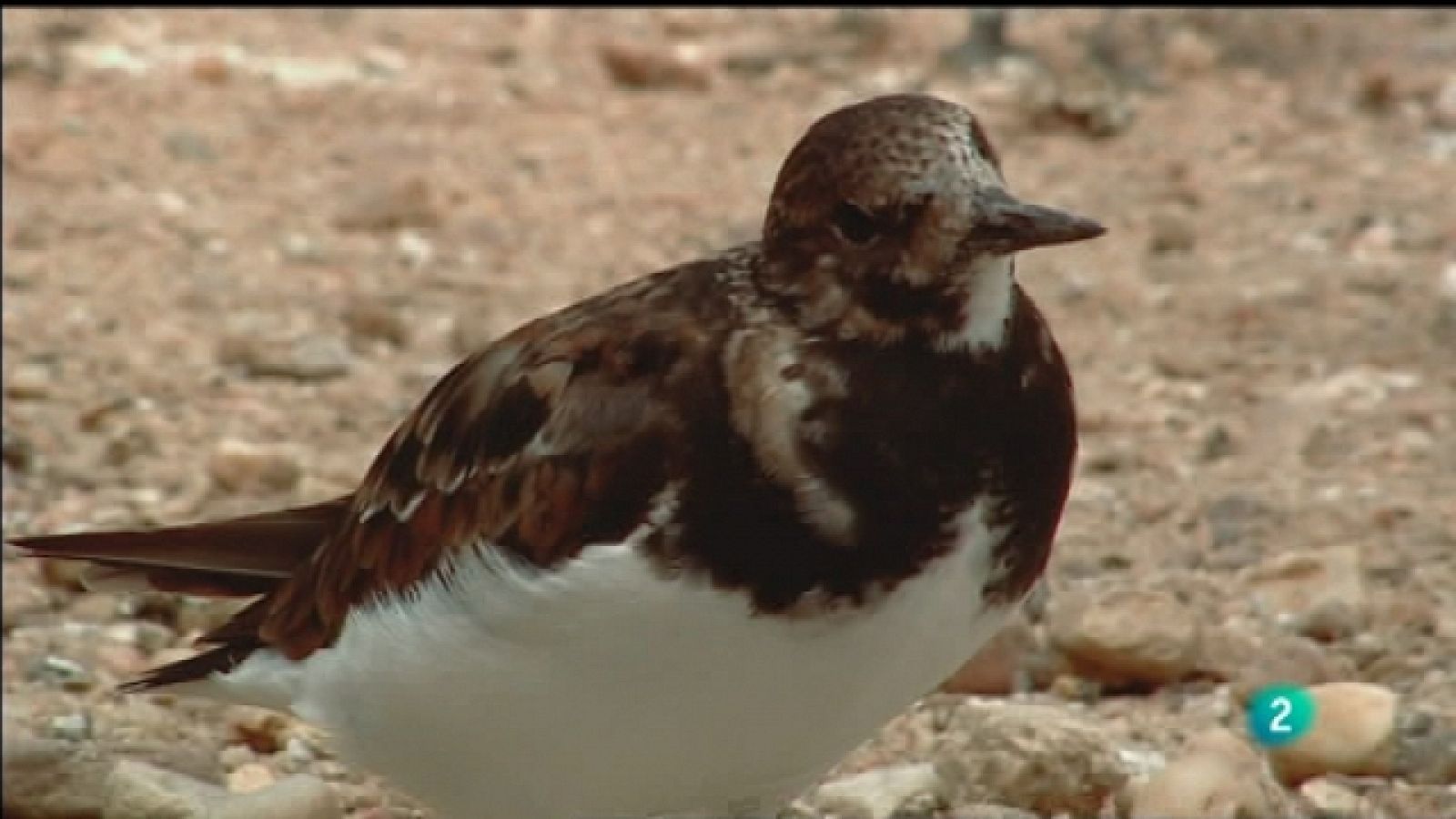 Biodiario - 03/10/11 - Ver ahora