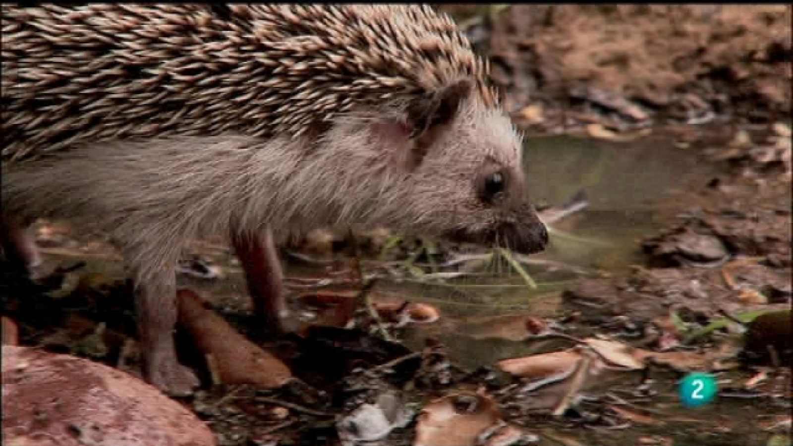 Biodiario - 04/10/11 - Ver ahora