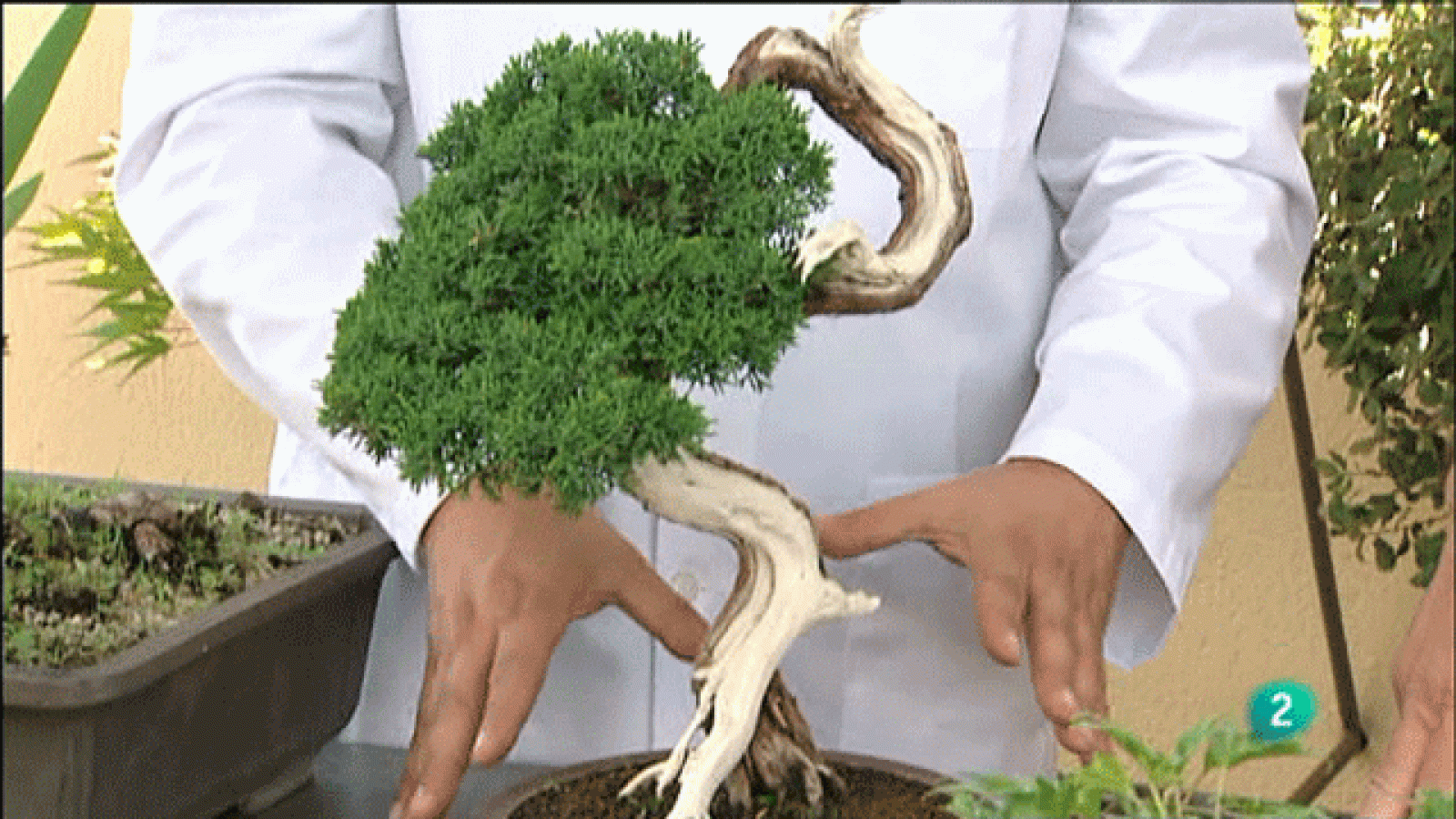 La aventura del saber. Experimentos Cosmocaixa: Bonsáis I