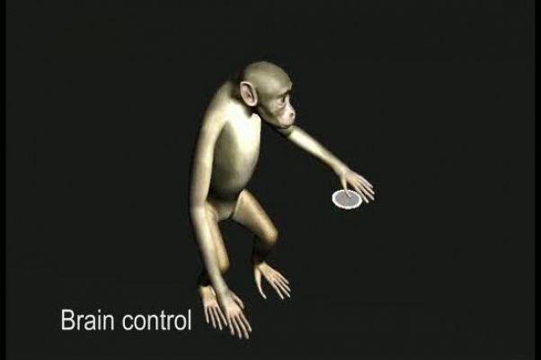 Monos que sienten a través de un avatar virtual controlado solo con el cerebro