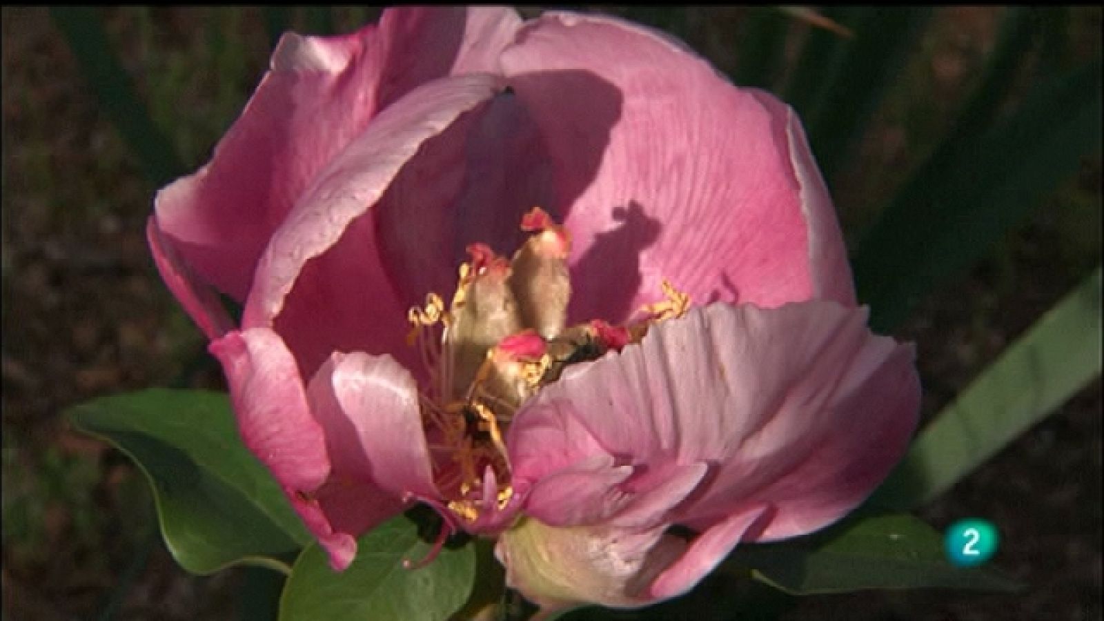 Biodiario - 05/10/11 - Ver ahora