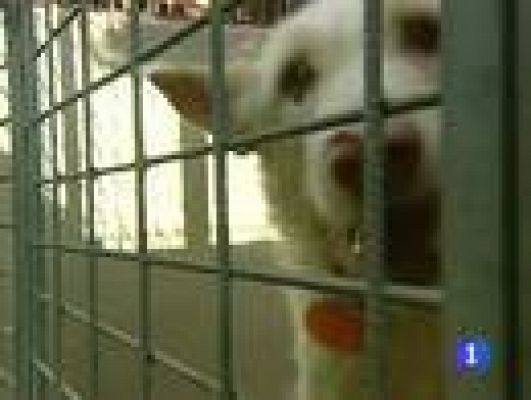 Telediario 1 - Empieza la temporada de caza