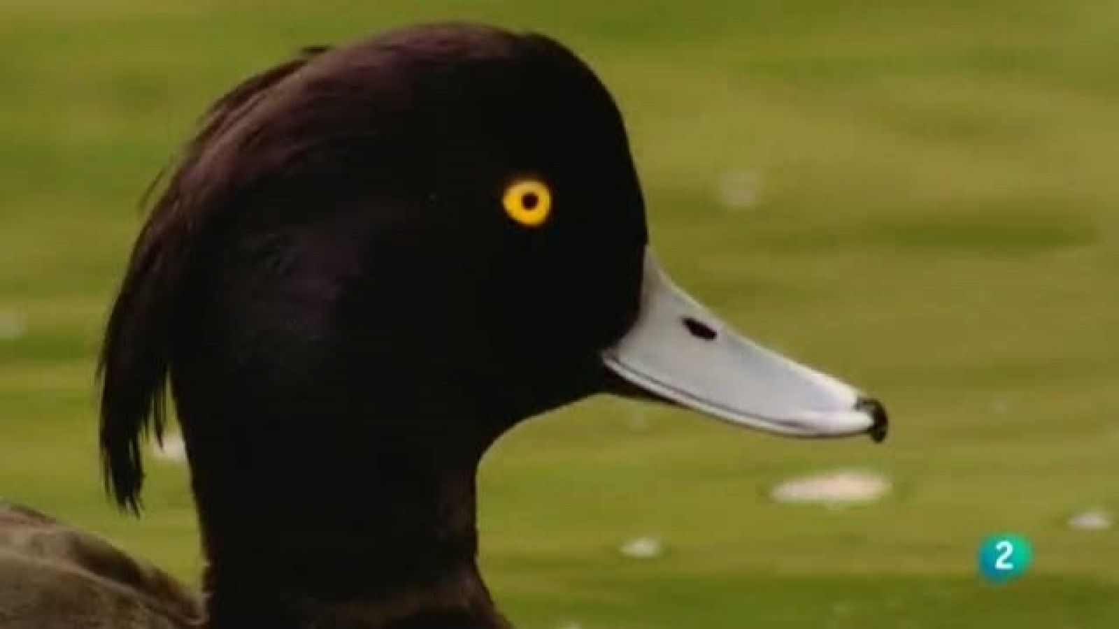 Biodiario - 07/10/11 - Ver ahora