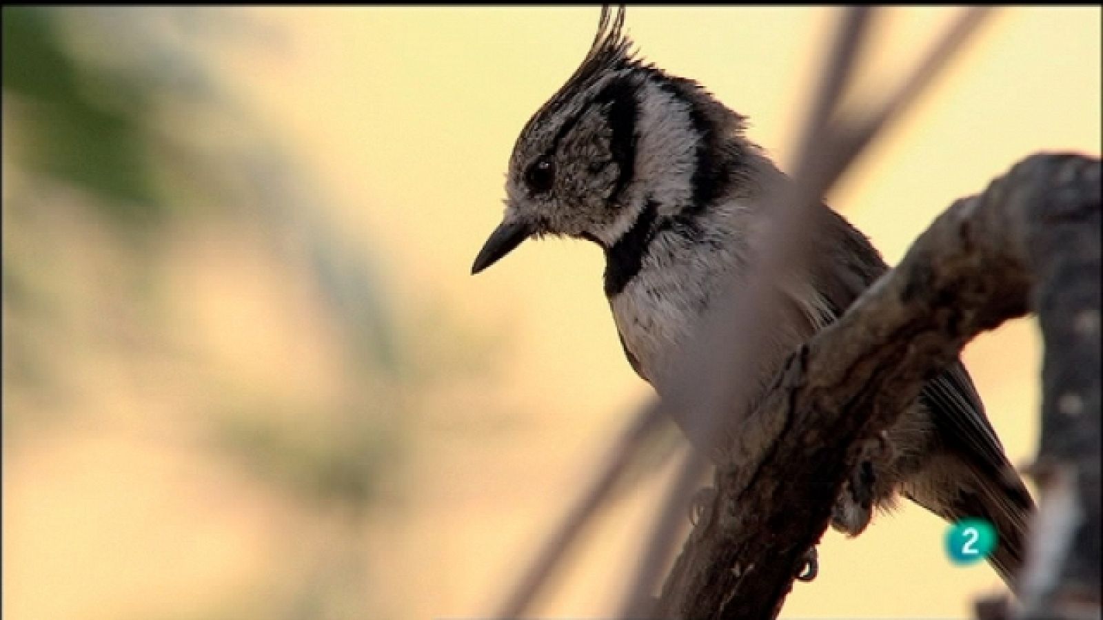 Biodiario - 09/10/11 - Ver ahora