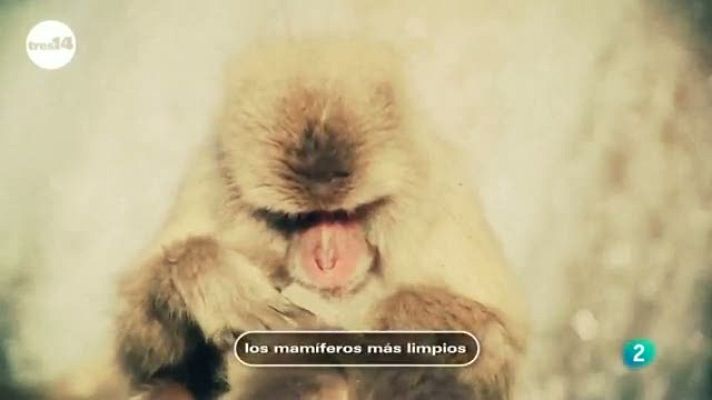 tres14 - Mamíferos limpios