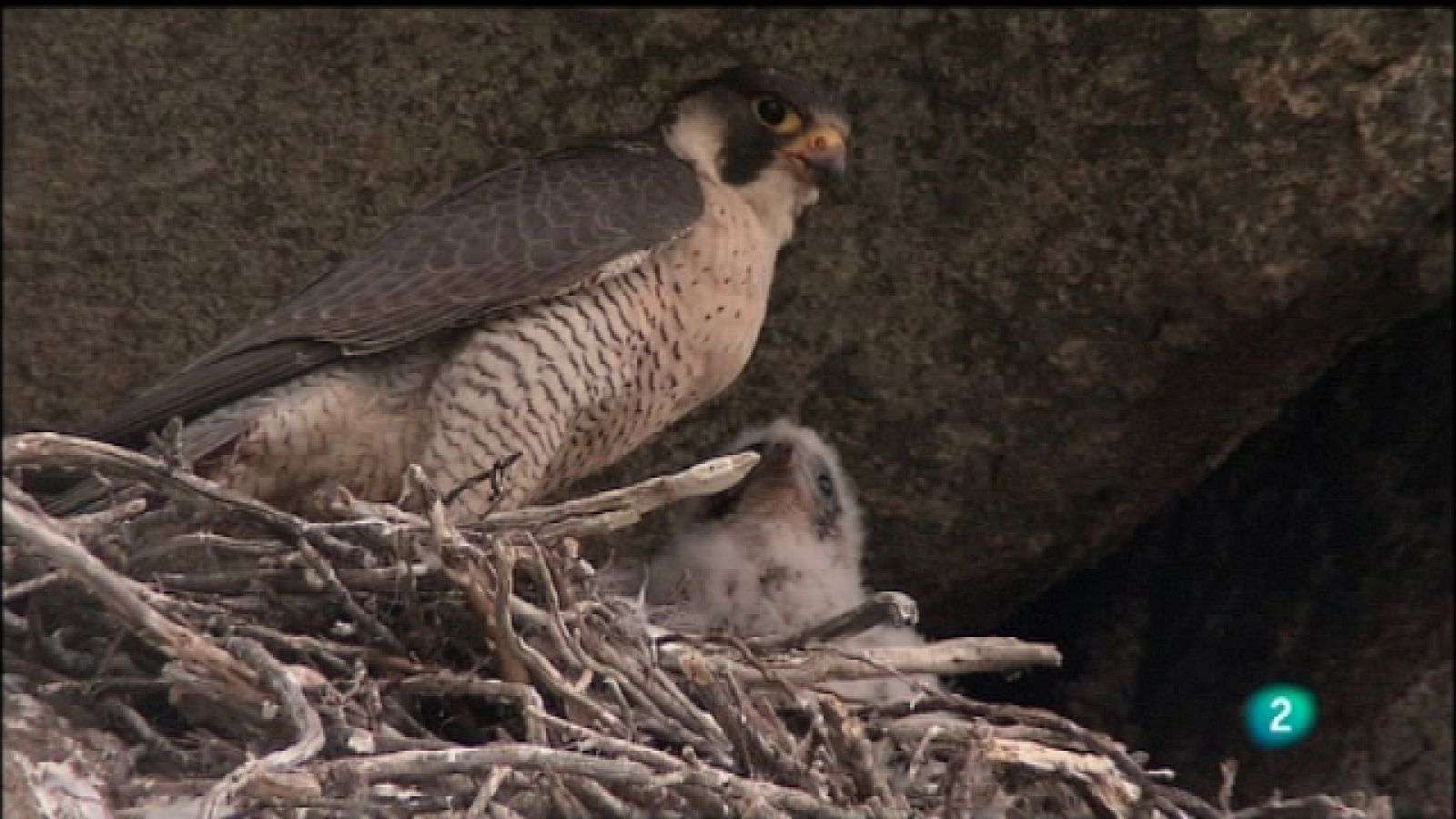Biodiario - 10/10/11 - Ver ahora