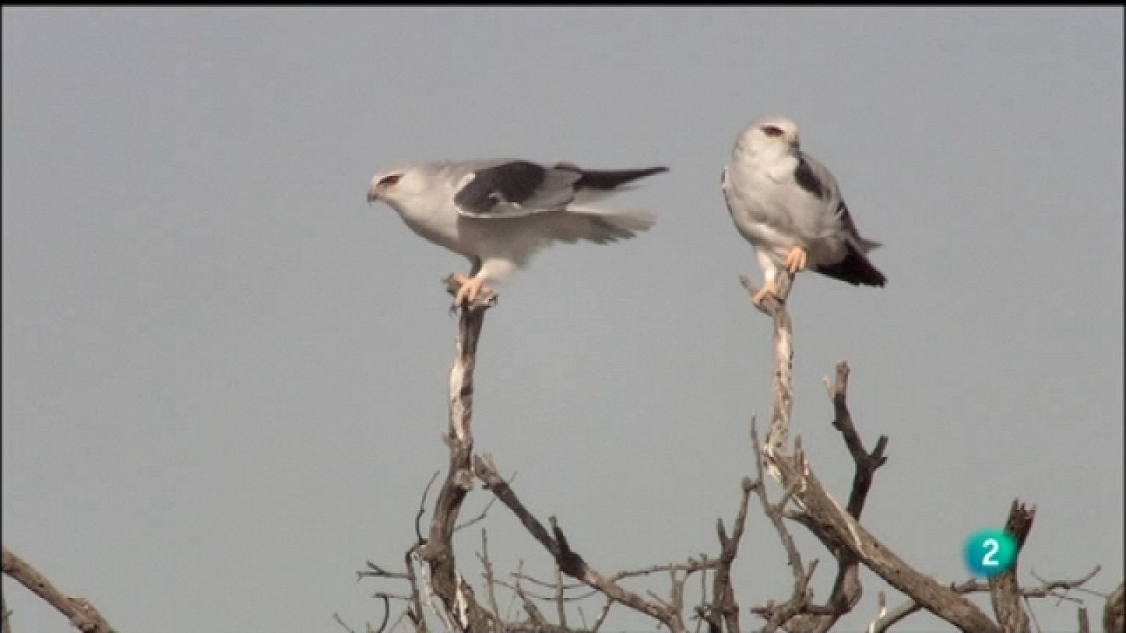 Biodiario - 11/10/11 - Ver ahora