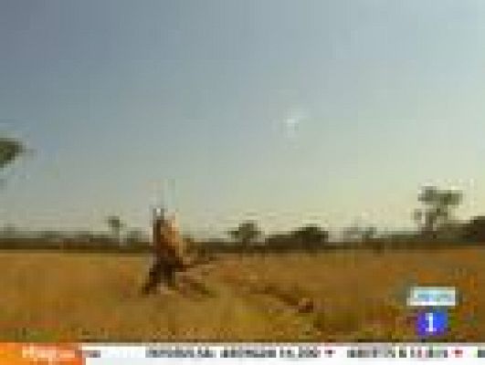 Telediario 1 - Un antílope embiste a un ciclista