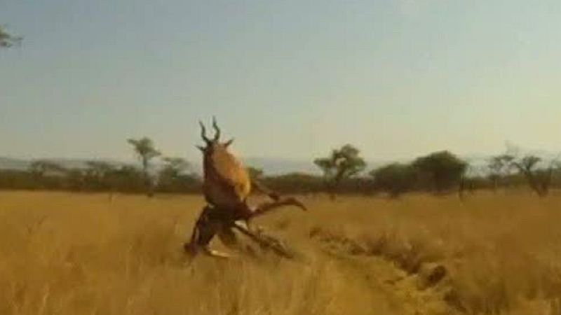 El ciclista sudafricano Evan van der Spuy fue embestido por un antílope mientras participaba del circuito de KwaZulu-Natal al noroeste de Sudáfrica. A pesar de la espeluznante escena, Van der Spuy sólo ha sufrido heridas de carácter leve en el cuello