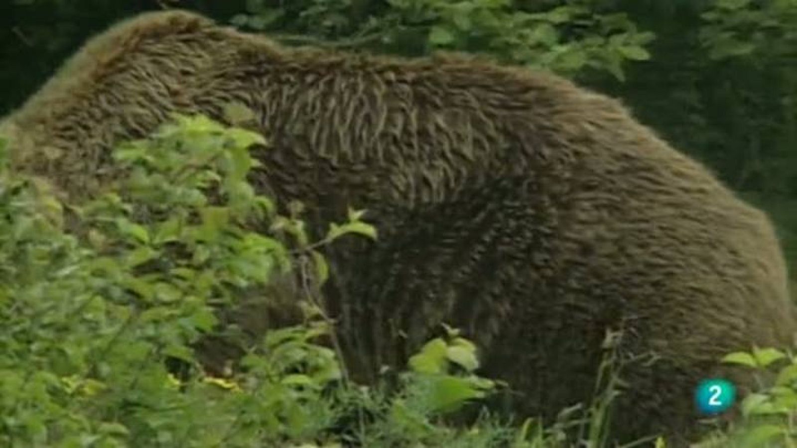 Para todos La 2 - Fundación Oso Pardo