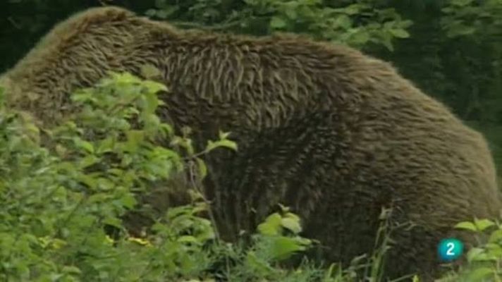 Para todos La 2 - Fundación Oso Pardo