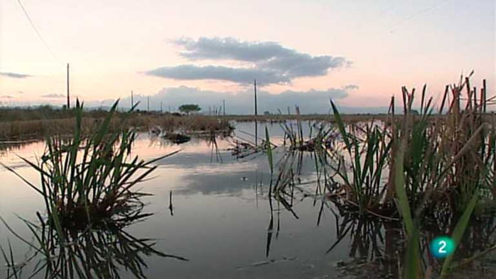El escarabajo verde - Deltas bajo presión - Ver ahora 