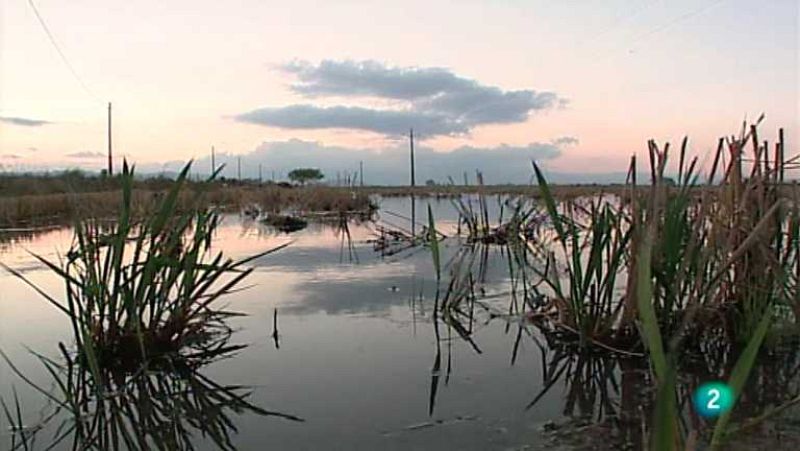 El escarabajo verde - Deltas bajo presión - Ver ahora 