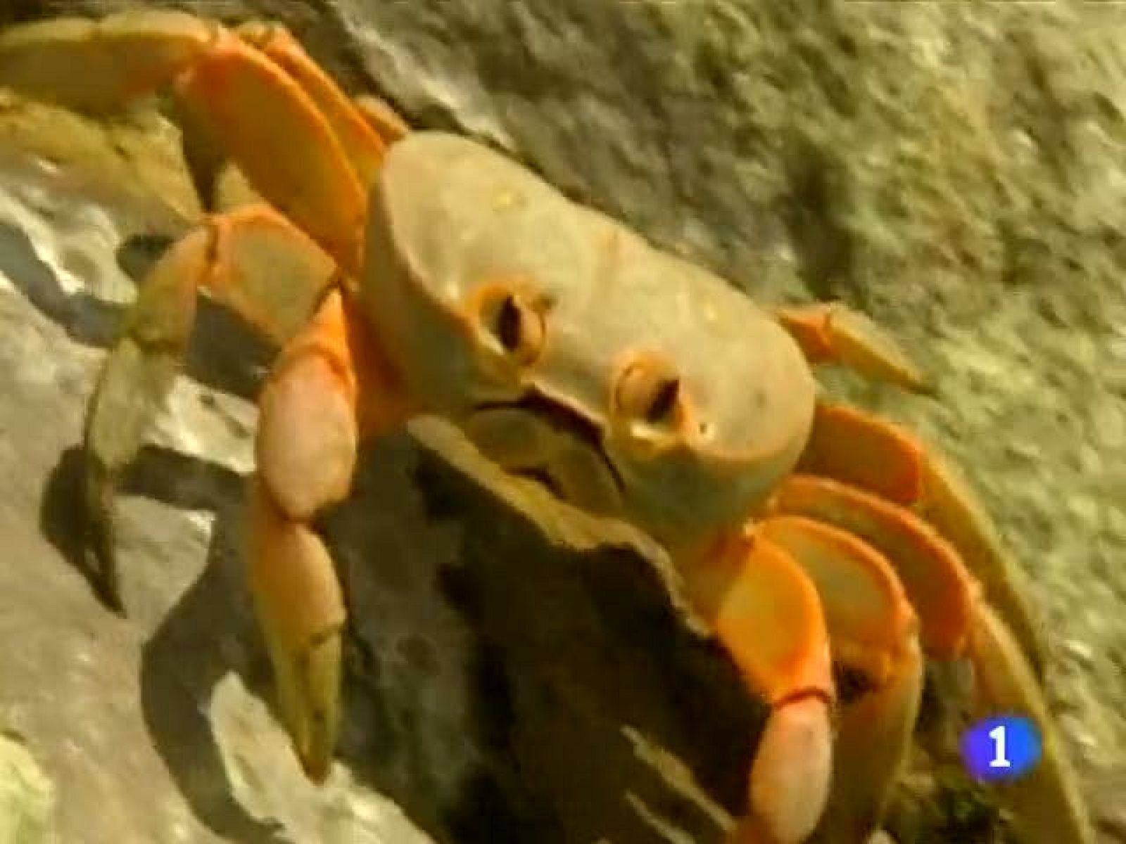 Aniquilados cerca de 2.000 tiburones de una reserva nacional de Colombia