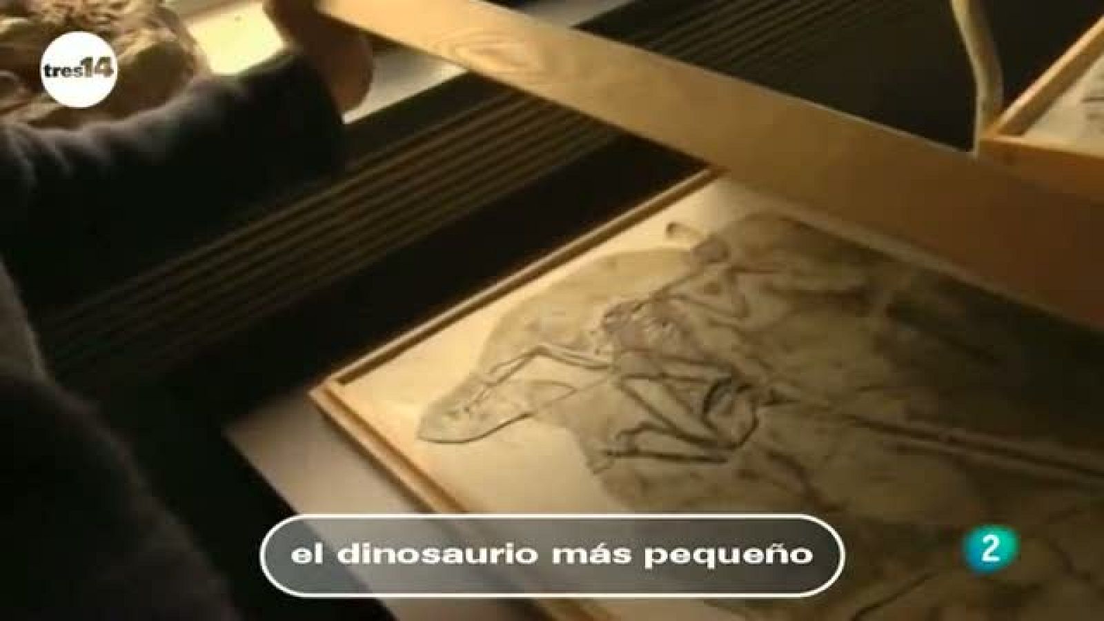 tres14 - curiosidades científicas - el dinosaurio más pequeño