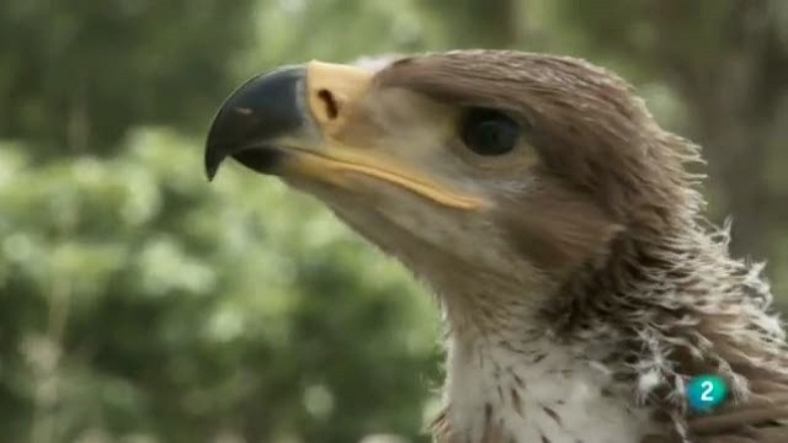 Biodiario - 17/10/11 - Ver ahora