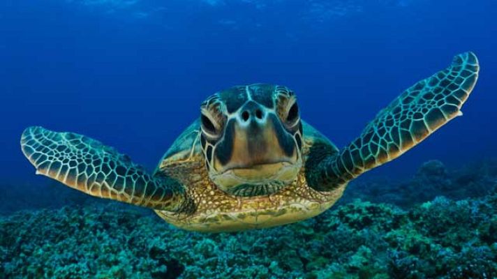 On Off - Liberación de tortugas