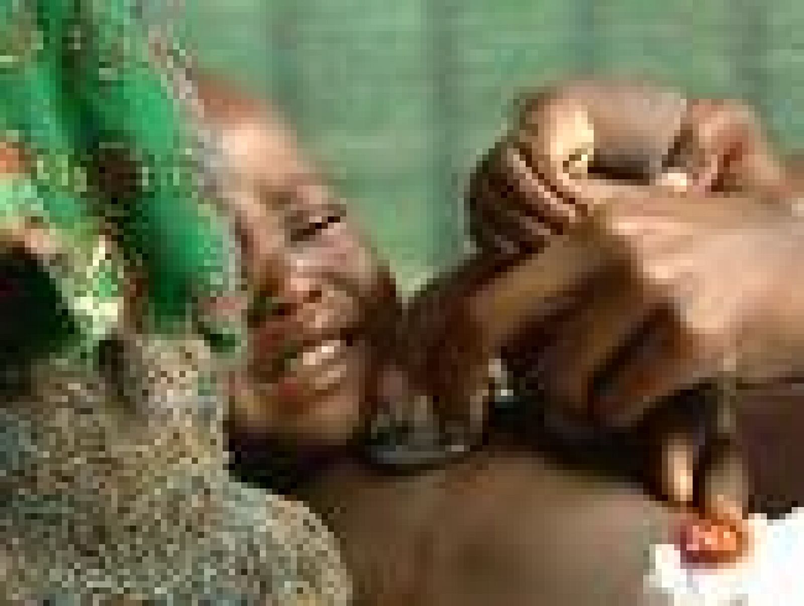 Informativo 24h: Anuncian una vacuna contra la malaria que podría proteger a la mitad de niños expuestos | RTVE Play