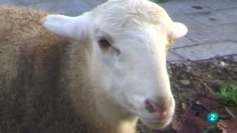 Islam hoy - El gran Bahirán - Ver ahora 