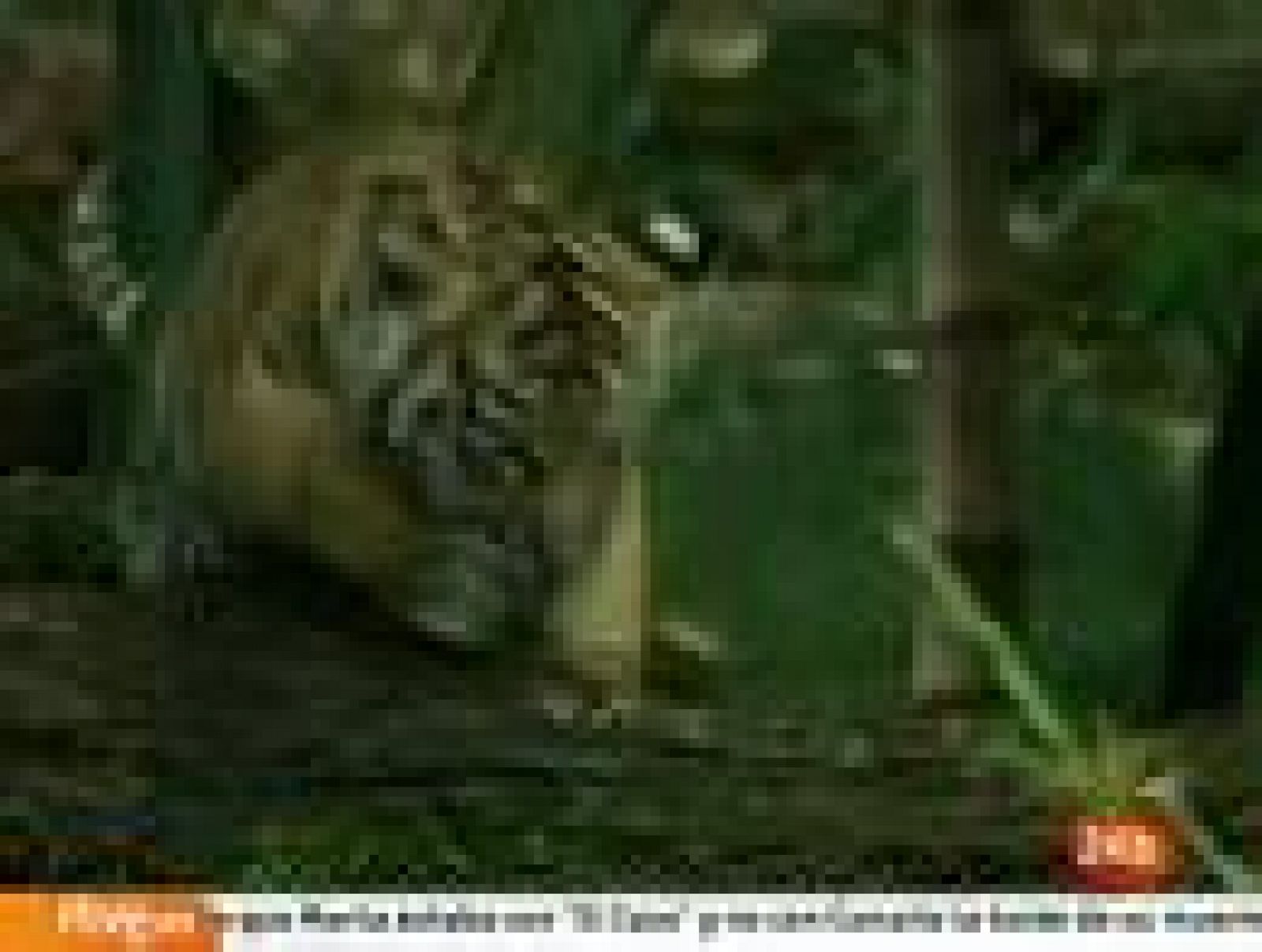 Noticias 24h: 'Bautizo público' de tres cachorros de tigre de Sumatra en un zoo australiano | RTVE Play