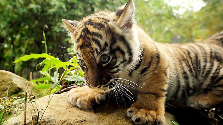 Informativo 24h - 'Bautizo público' de tres cachorros de tigre de Sumatra en un zoo australiano