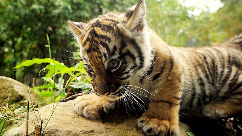 'Bautizo público' de tres cachorros de tigre de Sumatra en un zoo australiano