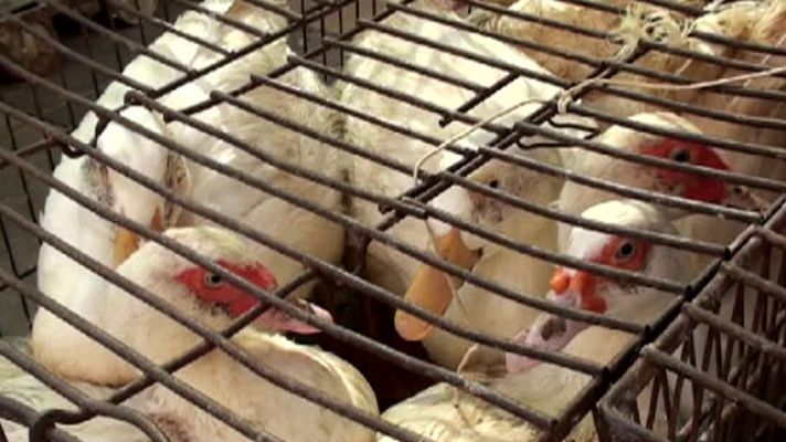 Telediario 1 - Maltrato animal