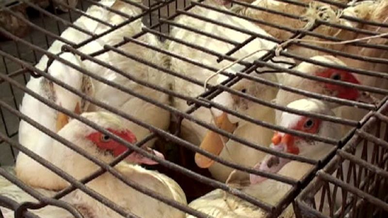 La asociación LIBERA denuncia que en Cataluña se incumple la ley de protección de animales