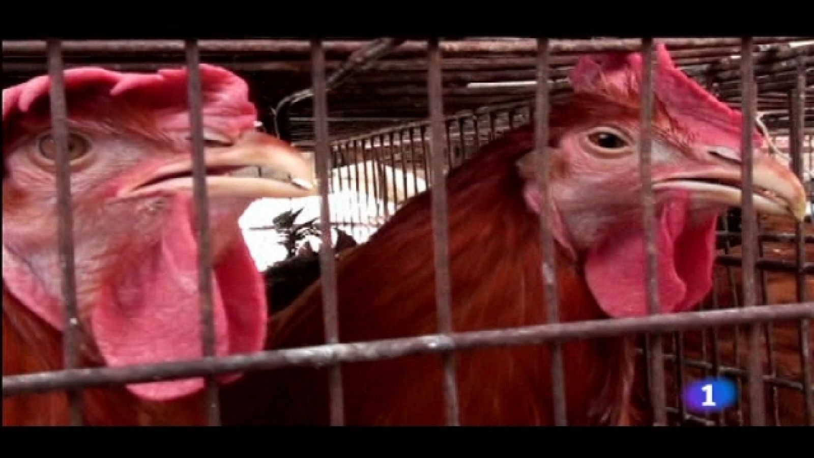 Telediario - 21 horas - 25/10/11 - Ver ahora