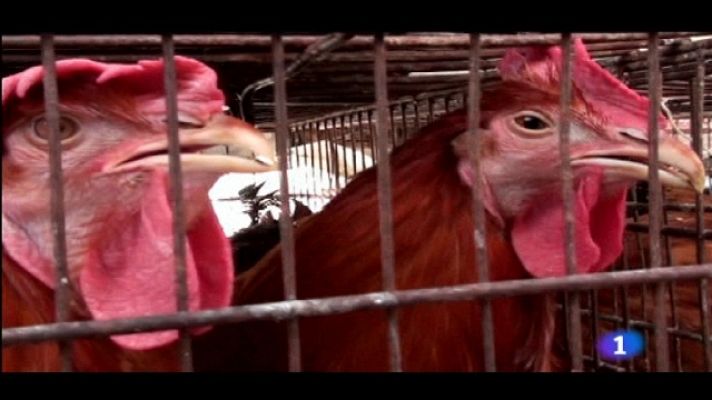 Telediario 1 - Telediario - 21 horas - 25/10/11