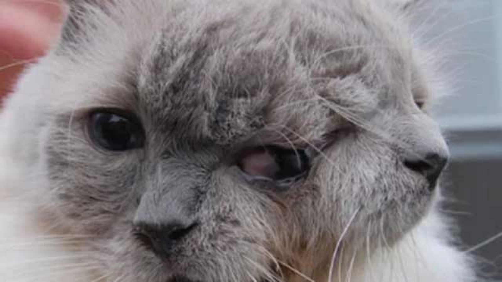 On Off: Un gato de dos caras