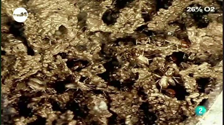 tres14 - Nidos bajo el suelo