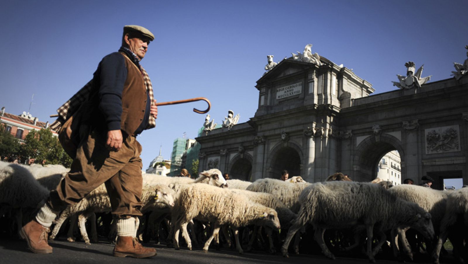 Se ha celebrado en Madrid el tradicional paso de ovejas por la Cañada Real,