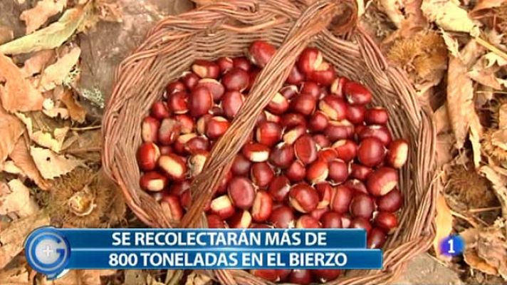 +Gente - Magosto, la fiesta de las castañas