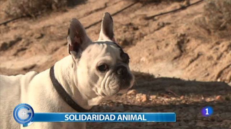 Más Gente - Coco y Rita, una historia de solidaridad animal