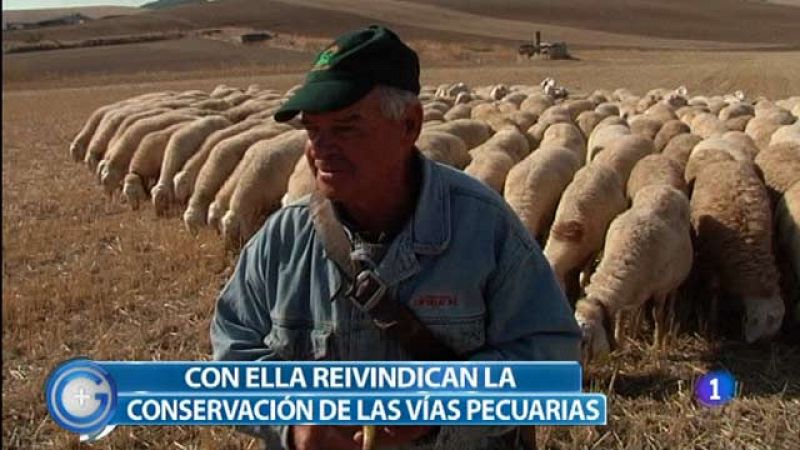 Más Gente - Miles de cabezas de ganado recorren Madrid en defensa de la trashumancia