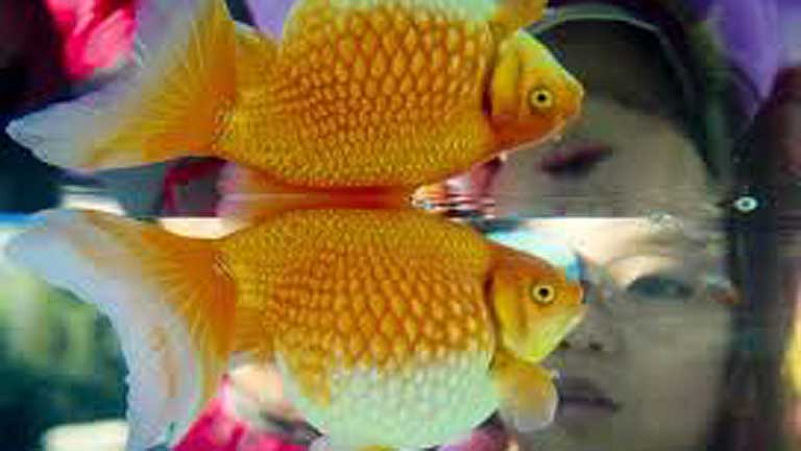 On Off: Pasarela en la pecera - On Off | Ver