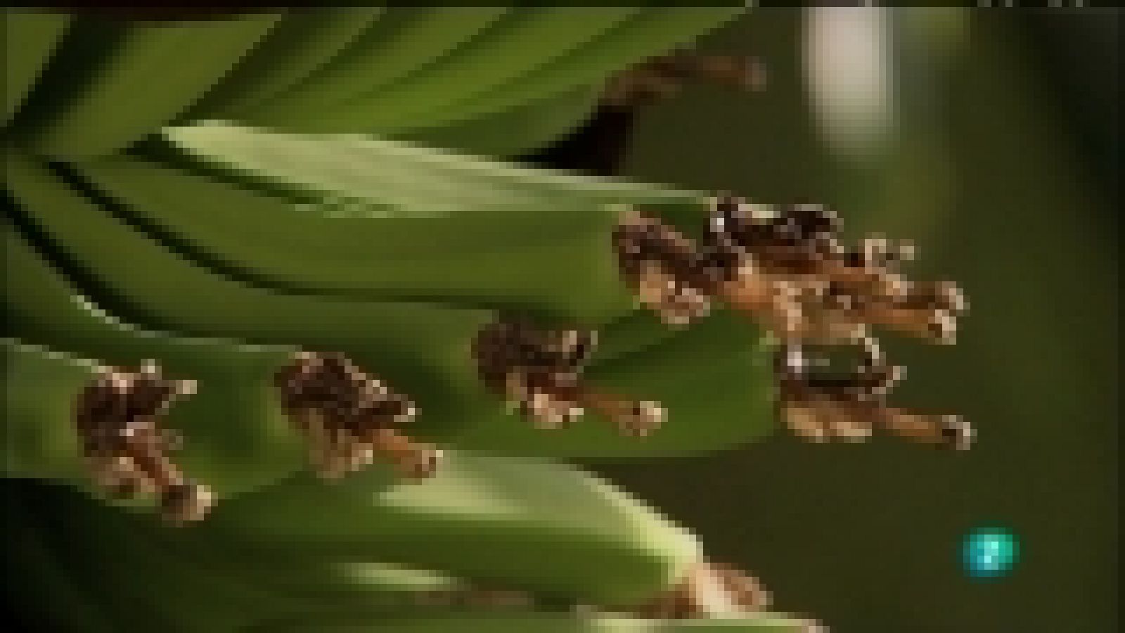 Biodiario - 02/11/11 - Ver ahora