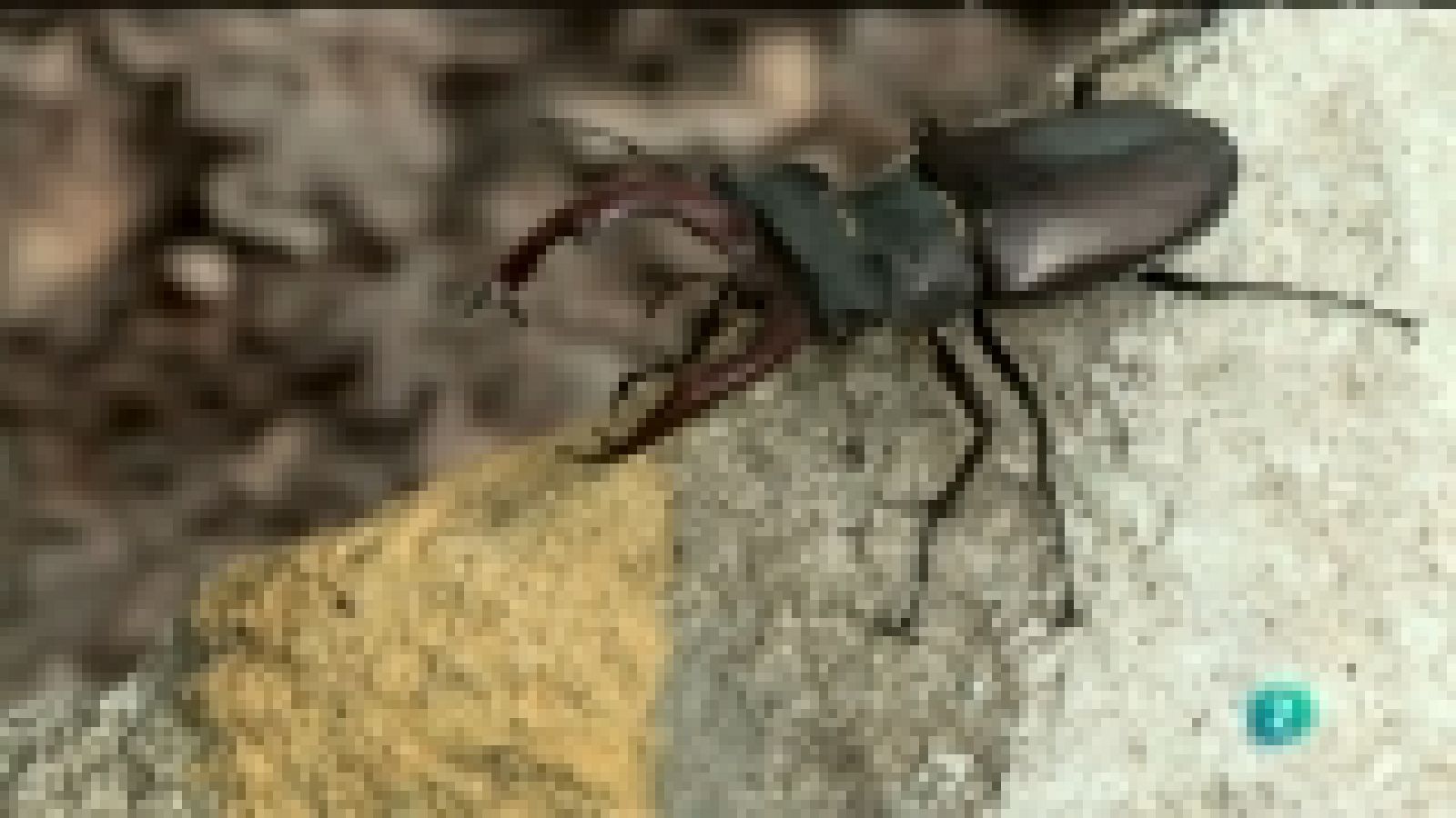 Biodiario - 03/11/11 - Ver ahora