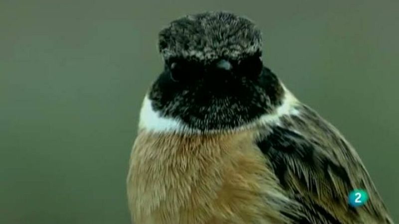  Para todos La 2 - ONG - SEO/Bird Life