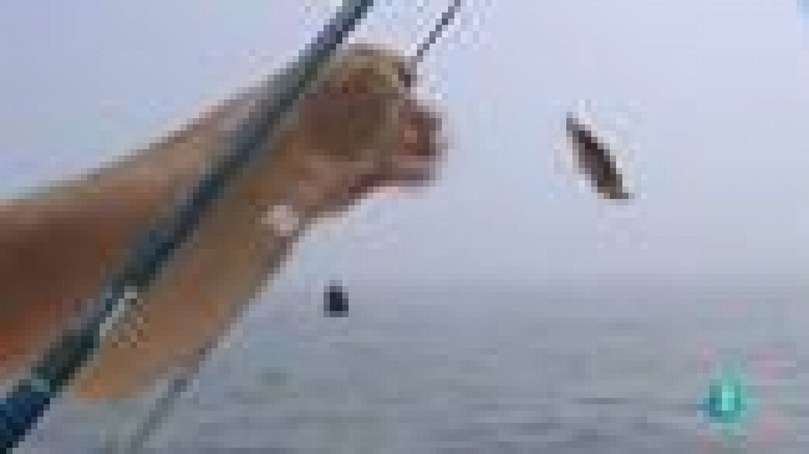 Para todos La 2: Cómo pescar sin dañar al medio | RTVE Play