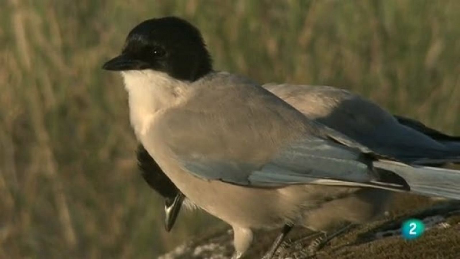 Biodiario - 04/11/11 - Ver ahora