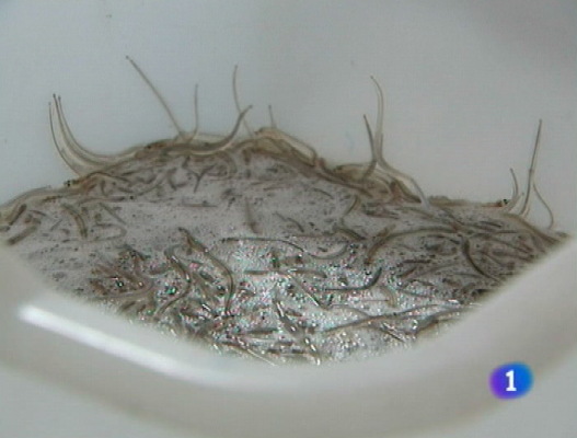 Panorama Regional - Panorama Regional - 07/11/11