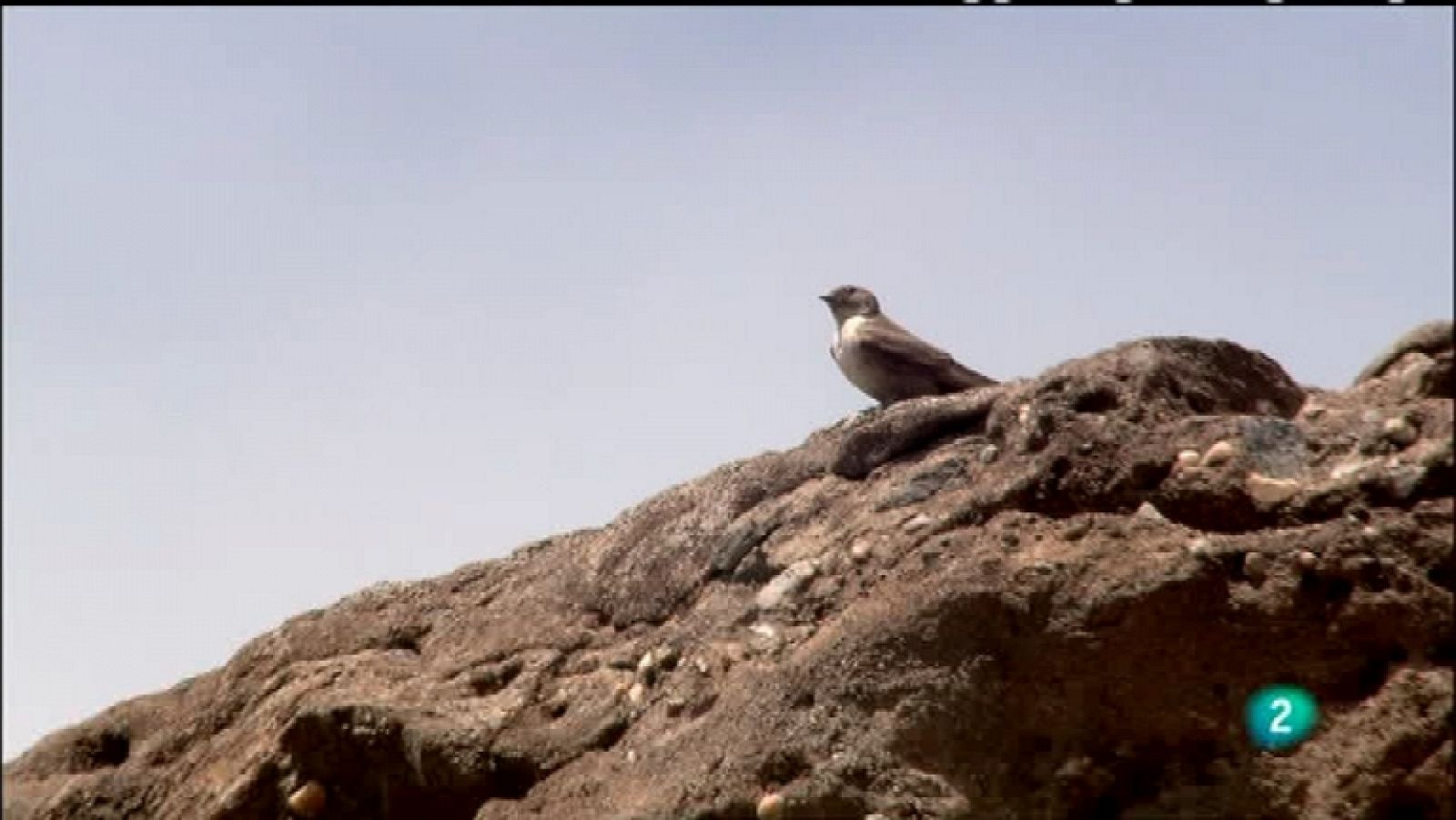 Biodiario - 08/11/11 - Ver ahora