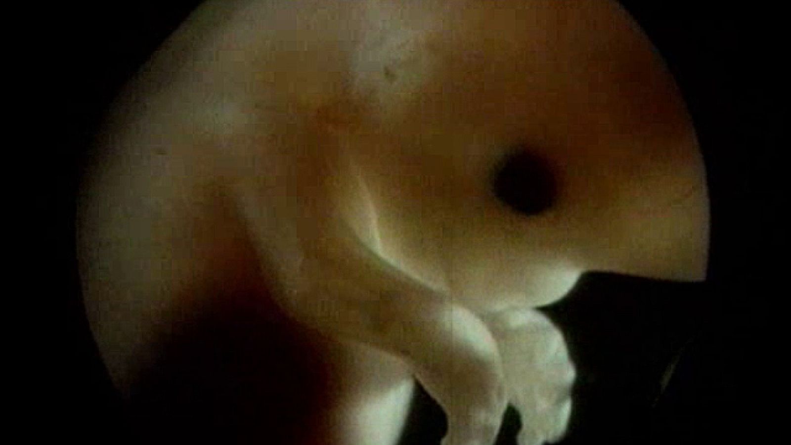 Educación Ambiental: Cátedra UNESCO.