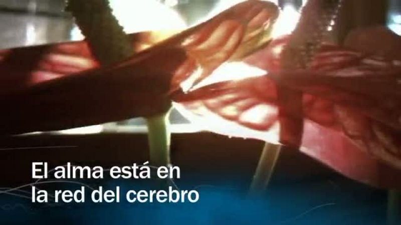  Redes - El alma está en la red del cerebro - avance