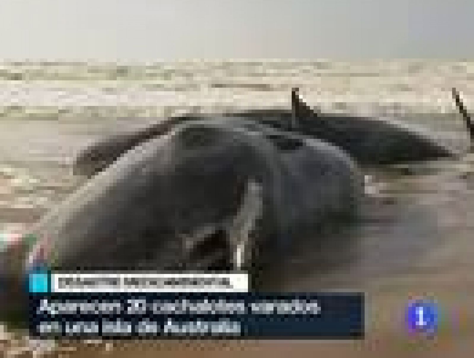En Australia, se han encontrado 20 cachalotes varados en una playa