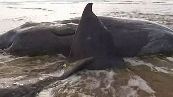 Telediario 1 - 20 cachalotes en Ocean Beach