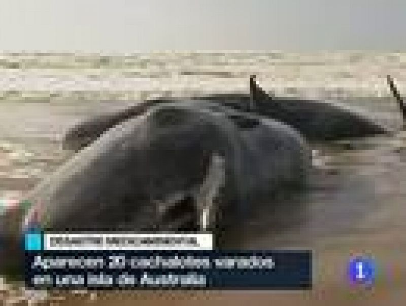 En Australia, se han encontrado 20 cachalotes varados en una playa 